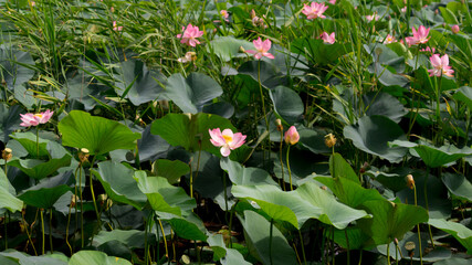 Lotus flowers in the pond with the green leaves around