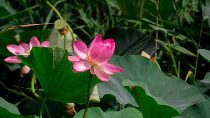 The bud of lotus flower in the pond with the green leaves around