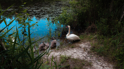 wild swan family on the lake