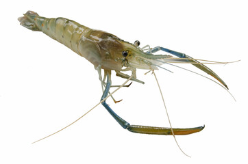 Beautiful giant freshwater prawn closeup on white background