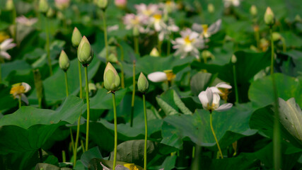 Green lotus buds in the pond with the green leaves around