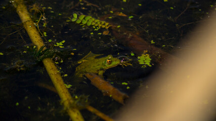 Big green frog is sitting in the pond