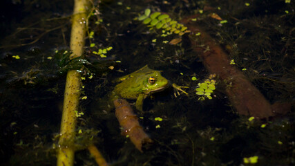Big green frog is sitting in the pond