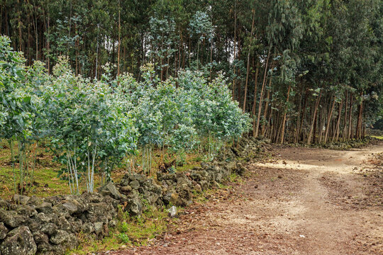 Eucalyptus plantation in Rwanda