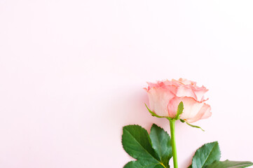 One pink rose on a pink background. Copy space.  Concept Mother's Day, Family Day, Valentine's Day