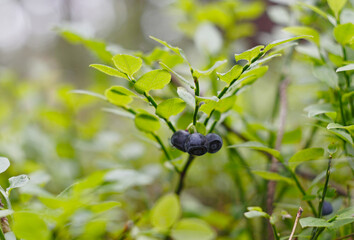blueberries on a Bush