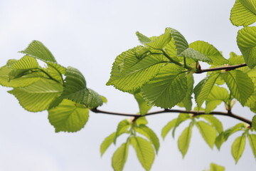 young green elm leaves