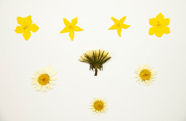 Beautiful herbarium of plants. Bright yellow flowers of cucumber, dandelion and daisies on a white...