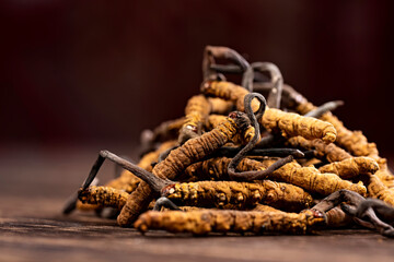 Some Chinese Caterpillar Fungus On The Table
