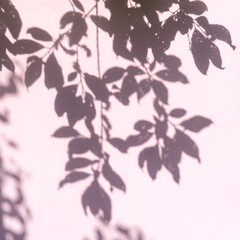 Abstract leaves shadow on pink background.