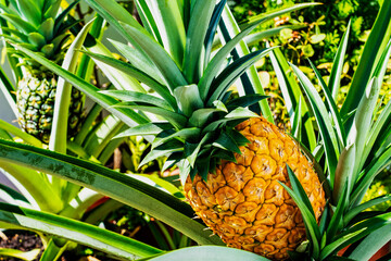 Obraz premium Ripe Pineapple On The Pineapple Tree
