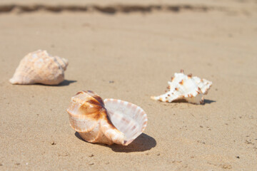 Fototapeta na wymiar Seashells on the sand, on the beach. Sea summer vacation. Background with copy space