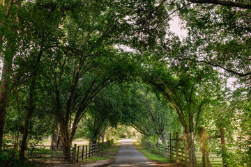 Rustic Canopy Road and Fence Down South | Full of Oak Trees in Florida