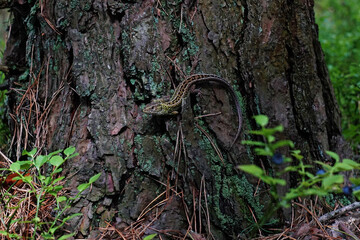 lizard on a tree
