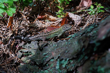 lizard near a tree
