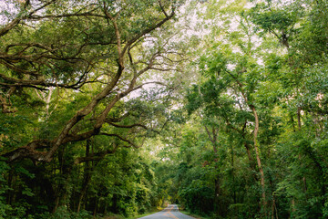 Fototapeta na wymiar Rustic Canopy Road Down South | Full of Oak Trees in Florida
