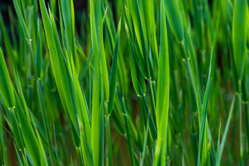 Obraz na płótnie Canvas green grass texture