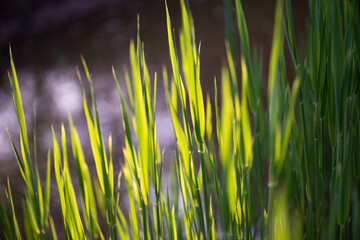 green grass background