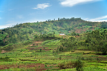 MUSANZE, RWANDA: People are working their fertile volcanic fields. In the background a steep...