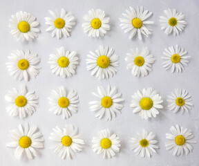 Flower arrangement of daisies on a gray background, top view, flat lay. Spring, summer concept.