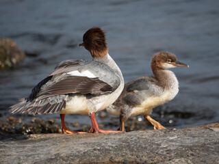 Female goosander (Mergus merganser) with a baby on the river bank.