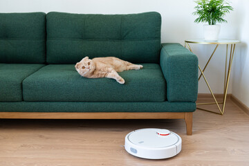 Robotic vacuum cleaner cleaning the room while cat relaxing on sofa. Housekeeping help, new...