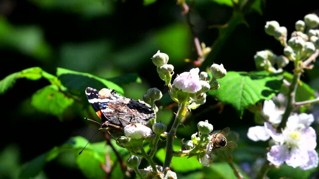 Close Up movie of Red Admiral on on blackberry flowers. His Latin name is Vanessa atalanta.