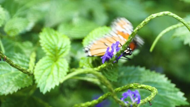 Close up of A red lacewing butterfly collecting neckar from flowers