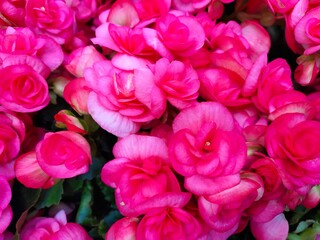 Obraz premium bouquet of pink roses