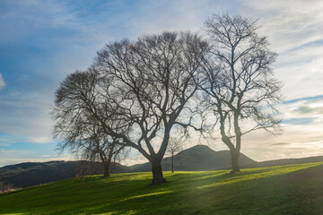 Trees in Calton Hill, Edinburgh, Scotland