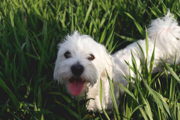 white maltese dog on grass