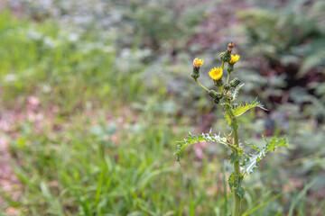 Budding and yellow blooming field milk thistle from close