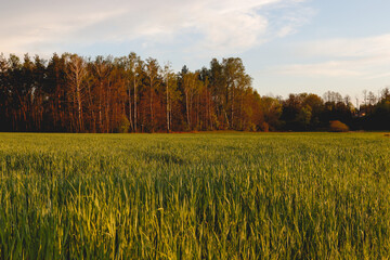 country landscape in spring