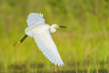 Snowy Egret (Egretta thula) in Flight