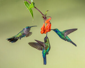 Three Green Violetear (Colibri thalassinus) Hummingbirds feeding on flower
