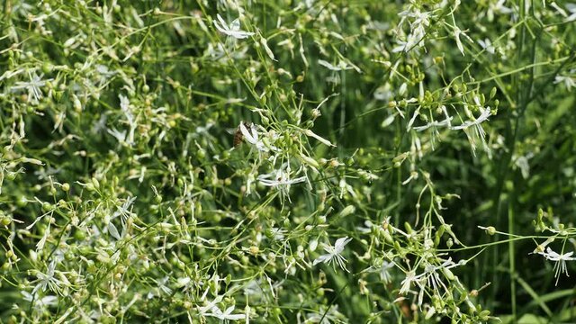 (Anthericum ramosum) Phalang&egrave;res rameuses aux tiges souples et l&eacute;g&egrave;res, feuillage lin&eacute;aire en rosette vert gris&acirc;tre et panicules de fleurs &eacute;toil&eacute;es blanches se balan&ccedil;ant dans le vent 