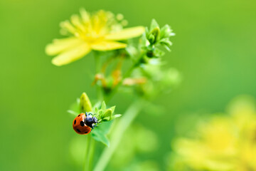 Macro photo of a ladybug on a plant with yellow flowers on a beautiful summer day. Blurred green background.