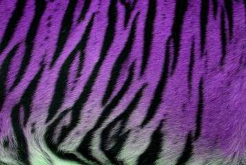 Fototapeta na wymiar Tiger fur abstract