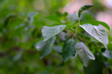 Green wet leafs of a tree after rain. Drops on the leaves, close-up. Summer rain. Selective focus, space for text. Dark background.
