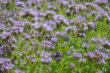 Obraz premium Honey plant phacelia or scorpionweed - violet and green natural texture background