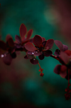 Barberry, Branch Of Barberry With Bright Purple Leaves Closeup On A Colored Background (Berberys Thunberga, Berberis Thunbergii) - Soft Focus