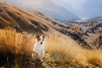 dog in the mountains. Jack Russell Terrier on peak of rocks at sunset. . Hiking with a pet