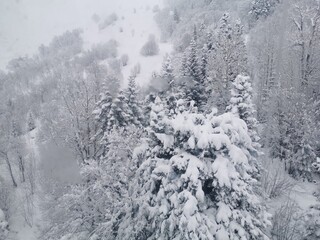 snow covered trees in winter