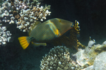 Fototapeta na wymiar Orange-lined triggerfish (Balistapus undulatus) in Red Sea
