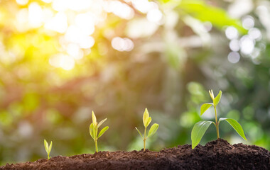 Plant grow sequence and agriculture with morning sunlight and bokeh green blur background. 