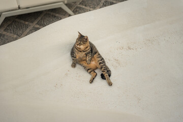 Cute cat sitting like a human outdoors.  