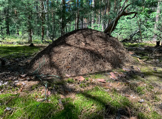 Large forest anthill with wild ants in summer forest. Ukraine.