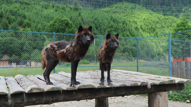 Photo with image canadian wolves wild living in the 
pine forest in the mountains. Zoo with wild animals, rehabilitation center, reserve. 
