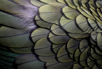 feather coat texture couse with color