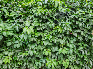 Green virginia creeper leaves (Parthenocissus tricuspidata) 